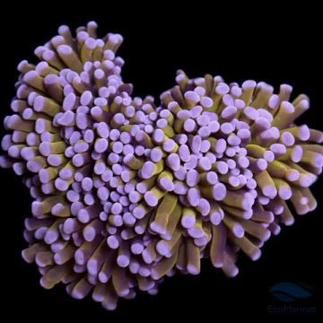 Euphyllia - Charterhouse Aquatics