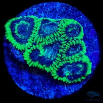 Favia & Favites - Charterhouse Aquatics