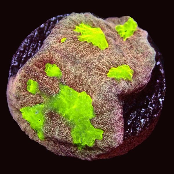 Favites - Charterhouse Aquatics