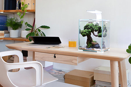 Freshwater Nano Aquariums