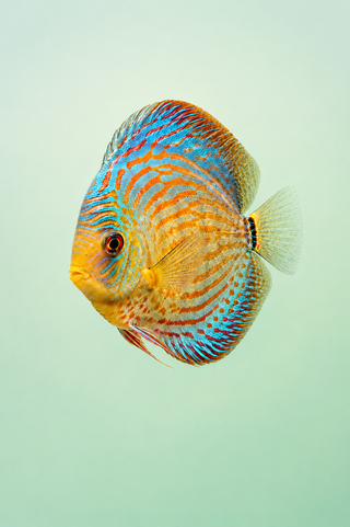 Freshwater Shop