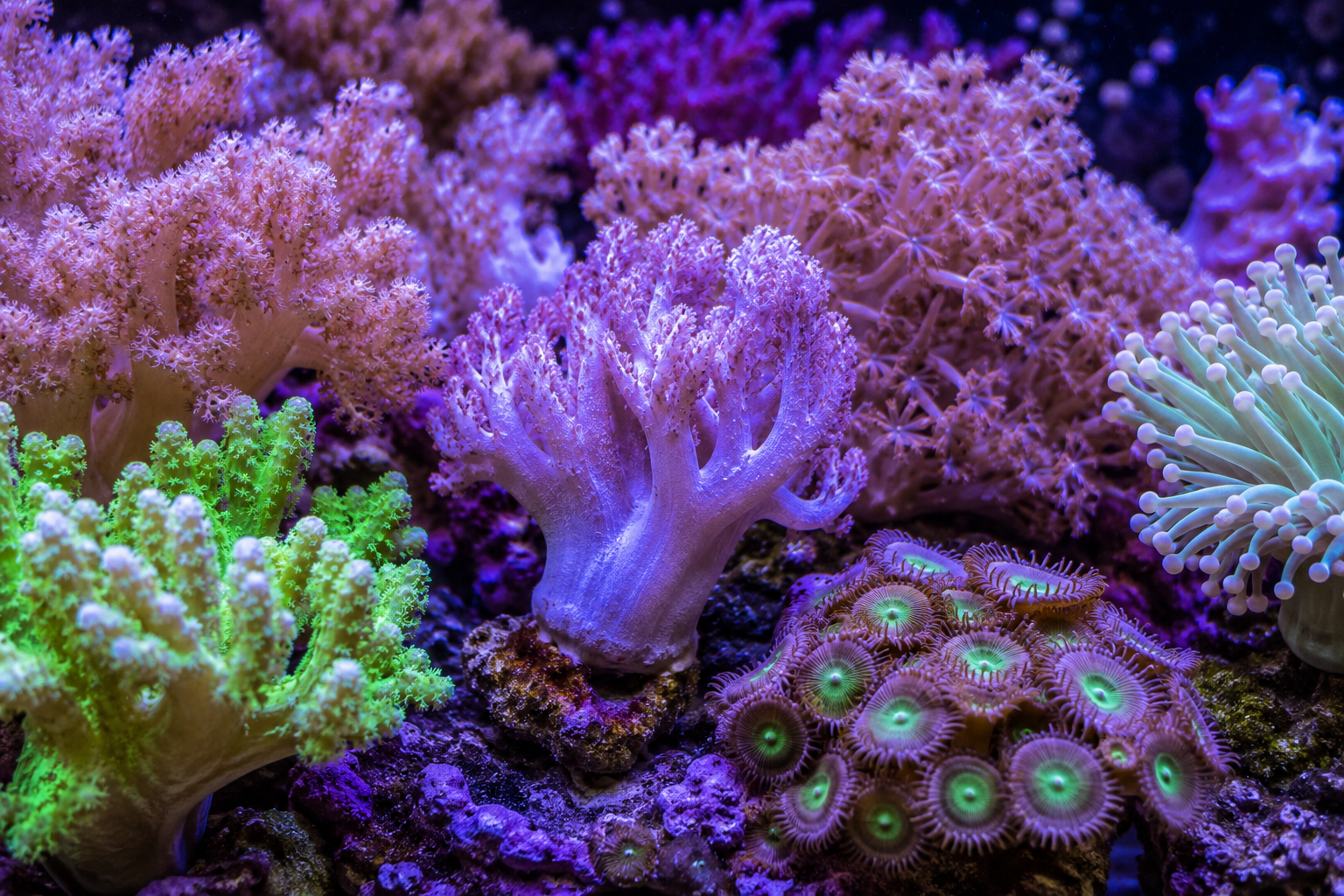 Soft Corals.