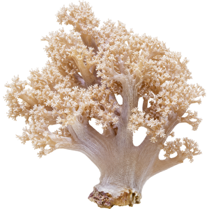 Soft Corals