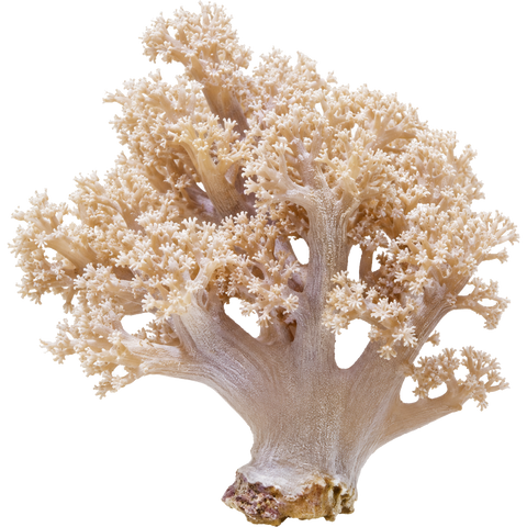 Soft Corals.