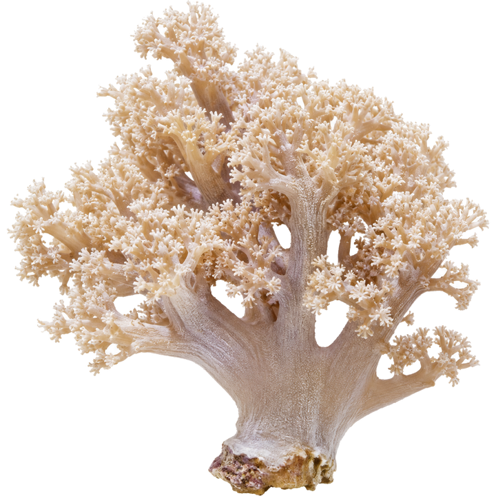 Soft Corals