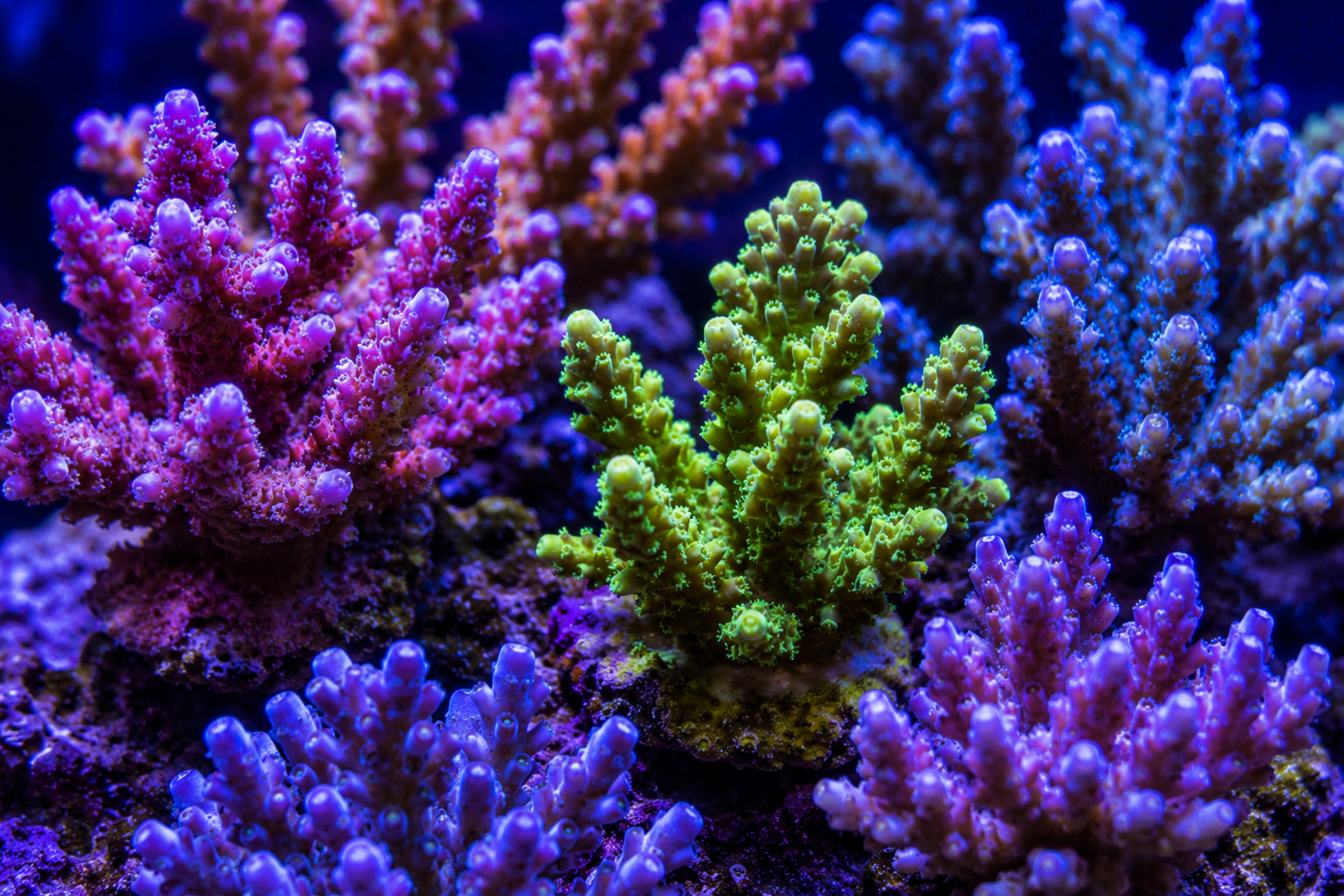 Hard Corals.