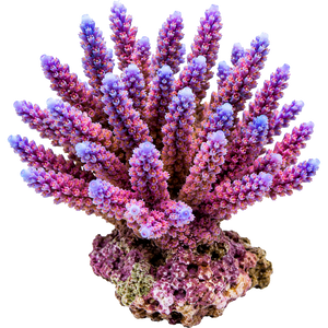 Hard Corals