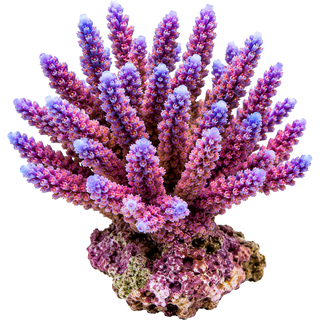 Hard Corals.