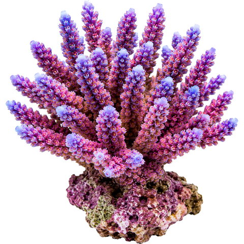 Hard Corals.