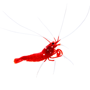 Inverts