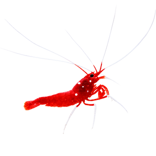 Inverts.