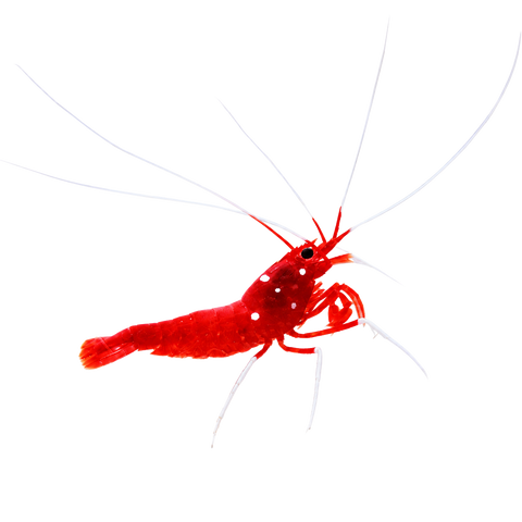 Inverts.