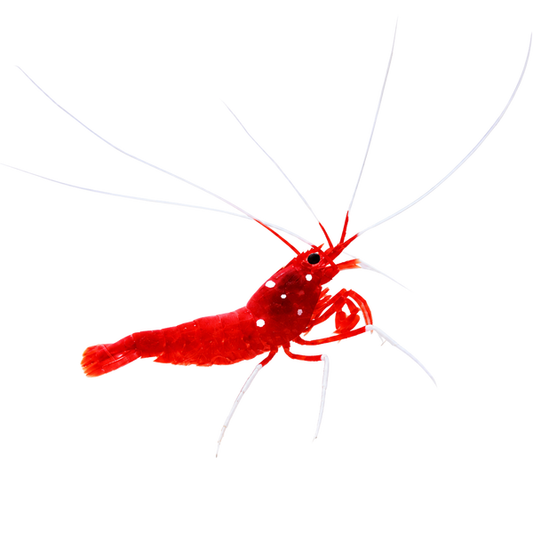 Inverts