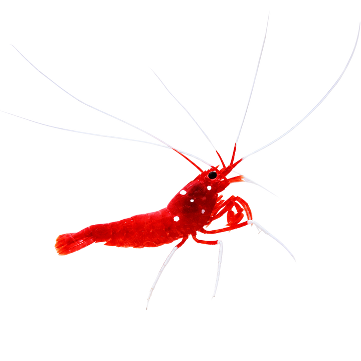 Inverts