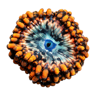 Zoas