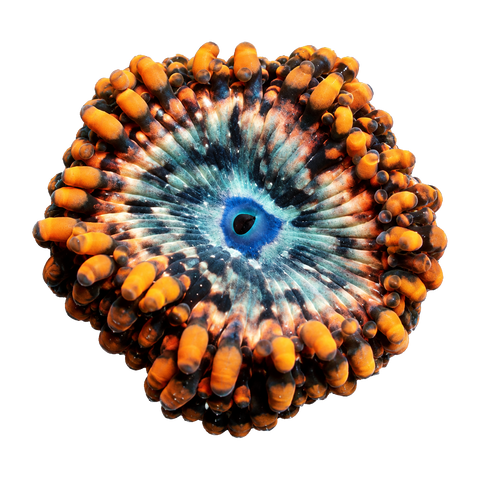 Zoas