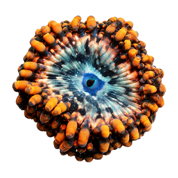 Zoas