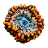 Zoas