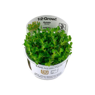 Live Plants Blister Packs