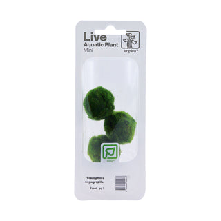 Tropica Aegagropila linnaei Mini Pot