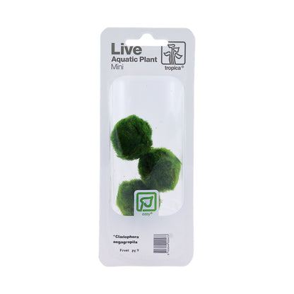 Tropica Aegagropila linnaei Mini Pot
