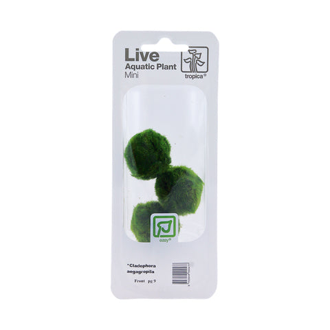 Tropica Aegagropila linnaei Mini Pot