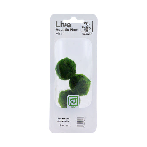 Tropica Aegagropila linnaei Mini Pot