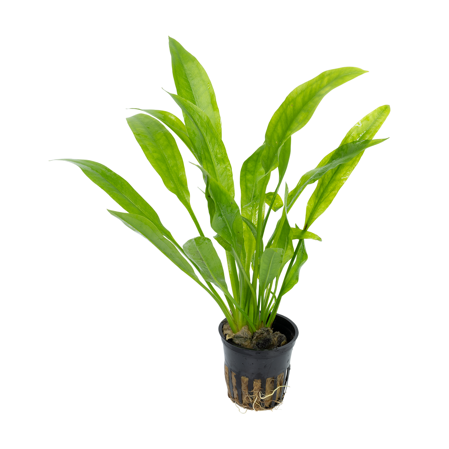 Echinodorus amazonicus