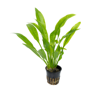 Echinodorus amazonicus