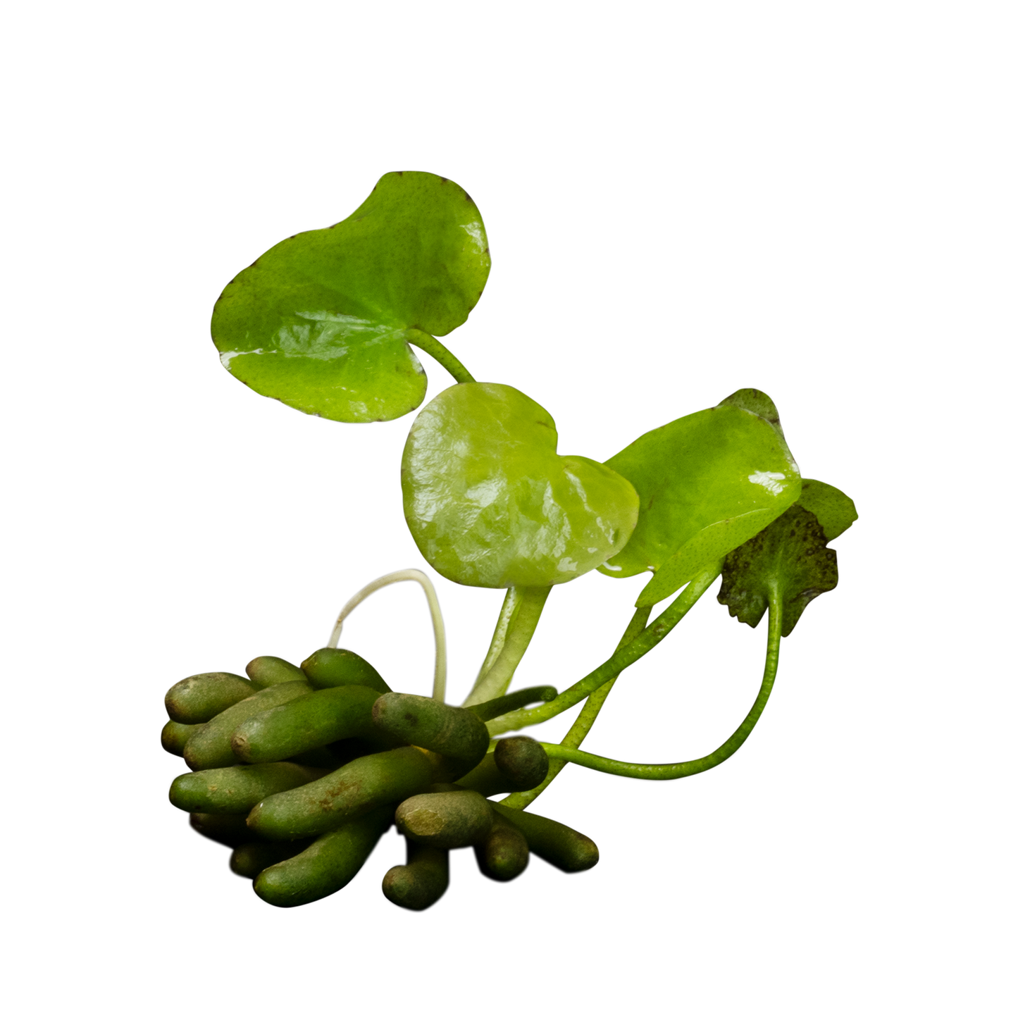 Nymphoides aquatica