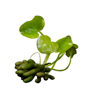 Nymphoides aquatica