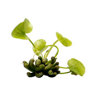Nymphoides aquatica