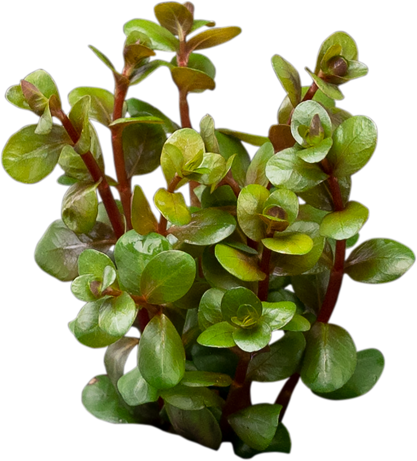 Rotala indica