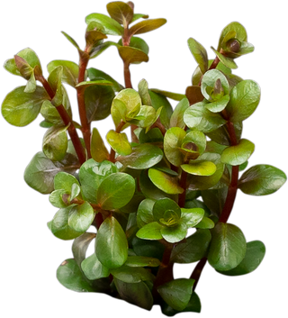 Rotala indica