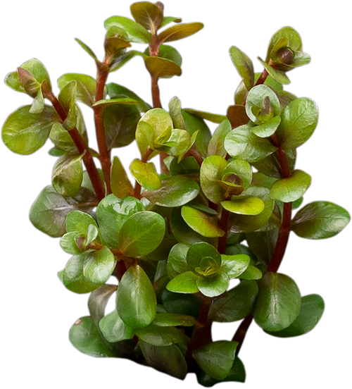 Rotala indica