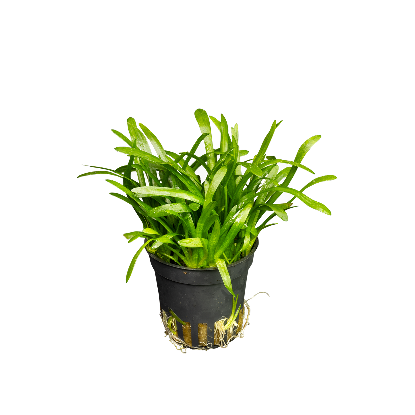 Sagittaria subulata