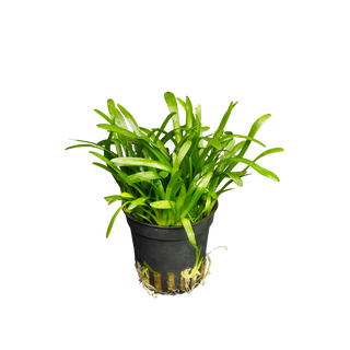 Sagittaria subulata