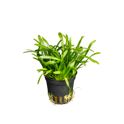 Sagittaria subulata