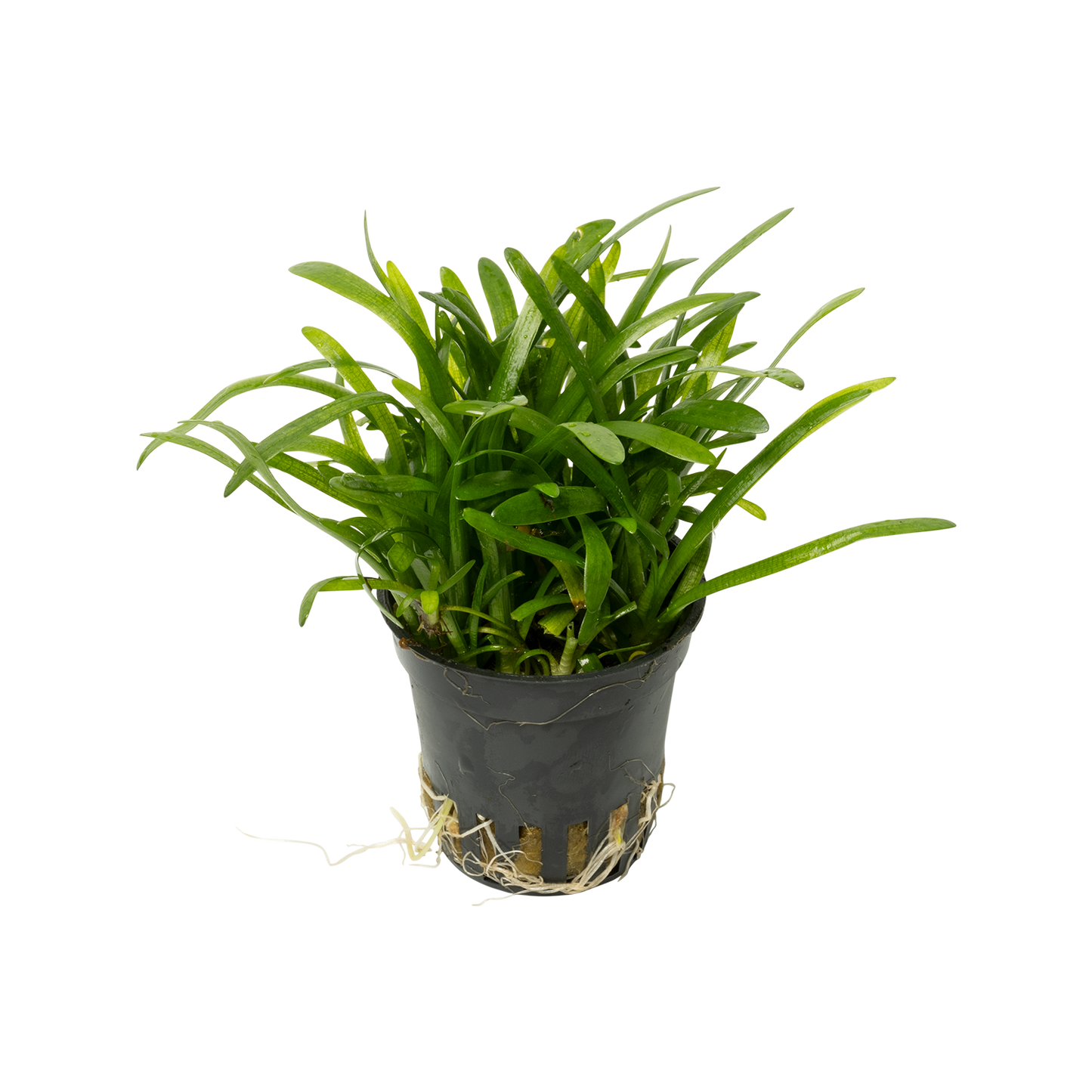 Sagittaria subulata
