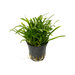 Sagittaria subulata