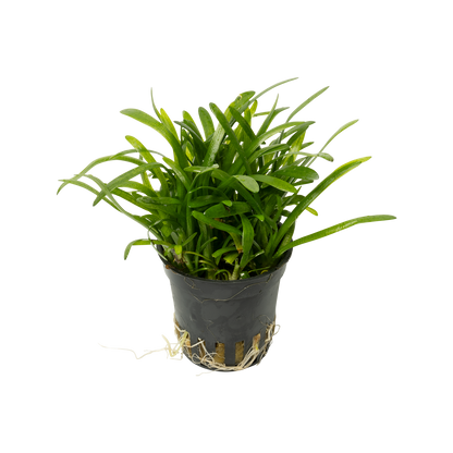 Sagittaria subulata