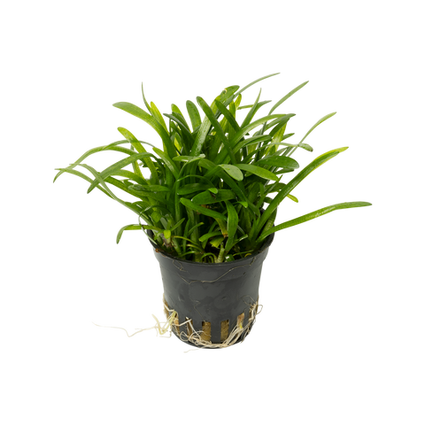 Sagittaria subulata