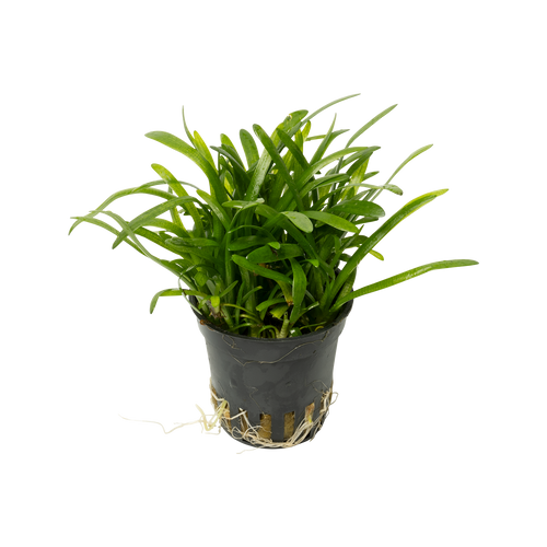 Sagittaria subulata