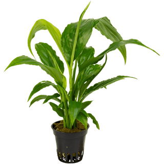 Spathiphyllum wallisii