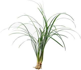 Ophiopogon japonica