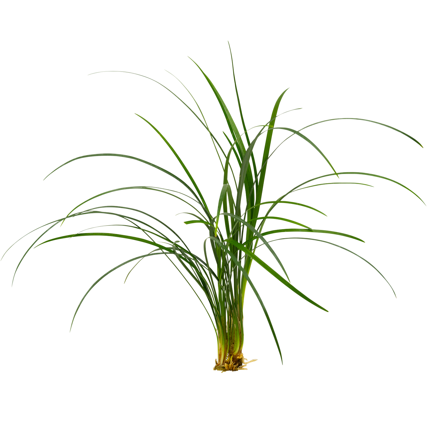 Ophiopogon japonica