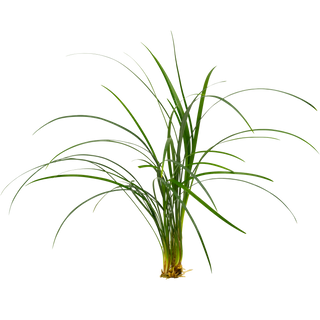 Ophiopogon japonica