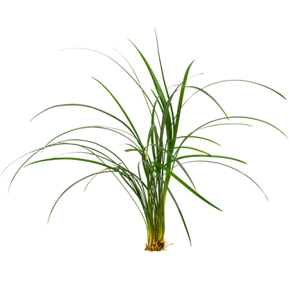 Ophiopogon japonica