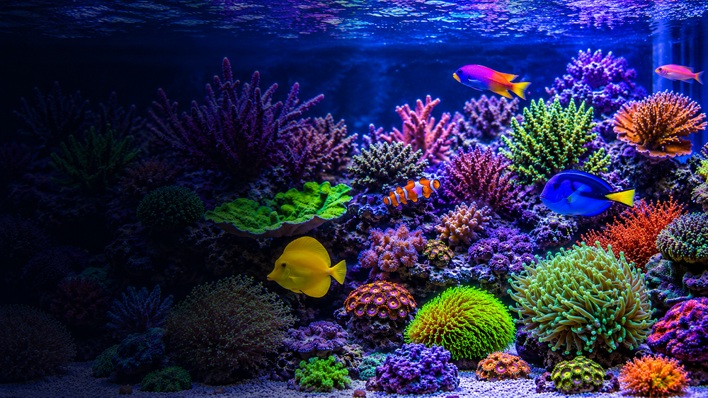 Aquatics Help Centre