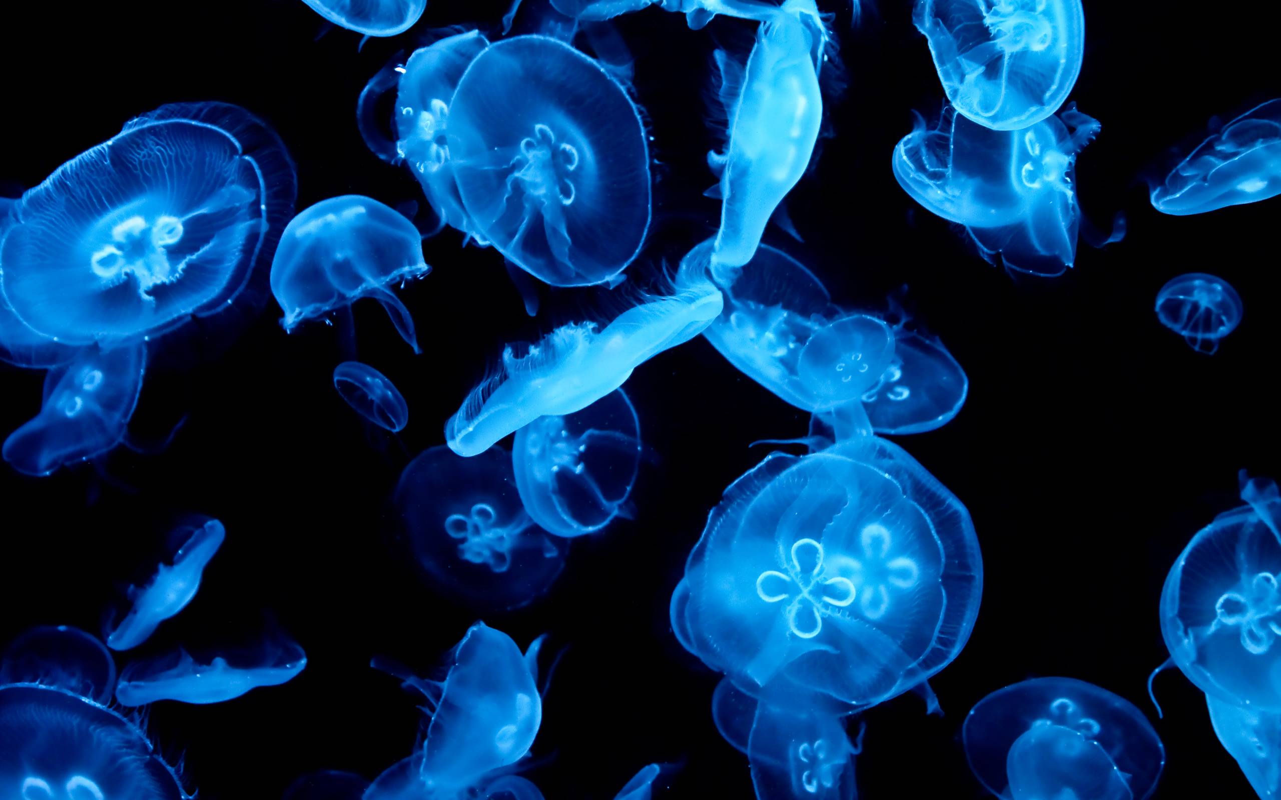Picture of 10 Best Algae Eating Fish For Freshwater Fish Tanks & Aquariums ...